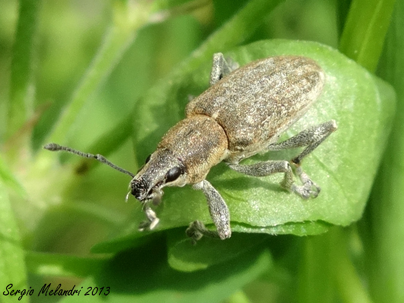 Identificazione